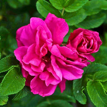 100 Roses True Rose Balm | Gold Tin